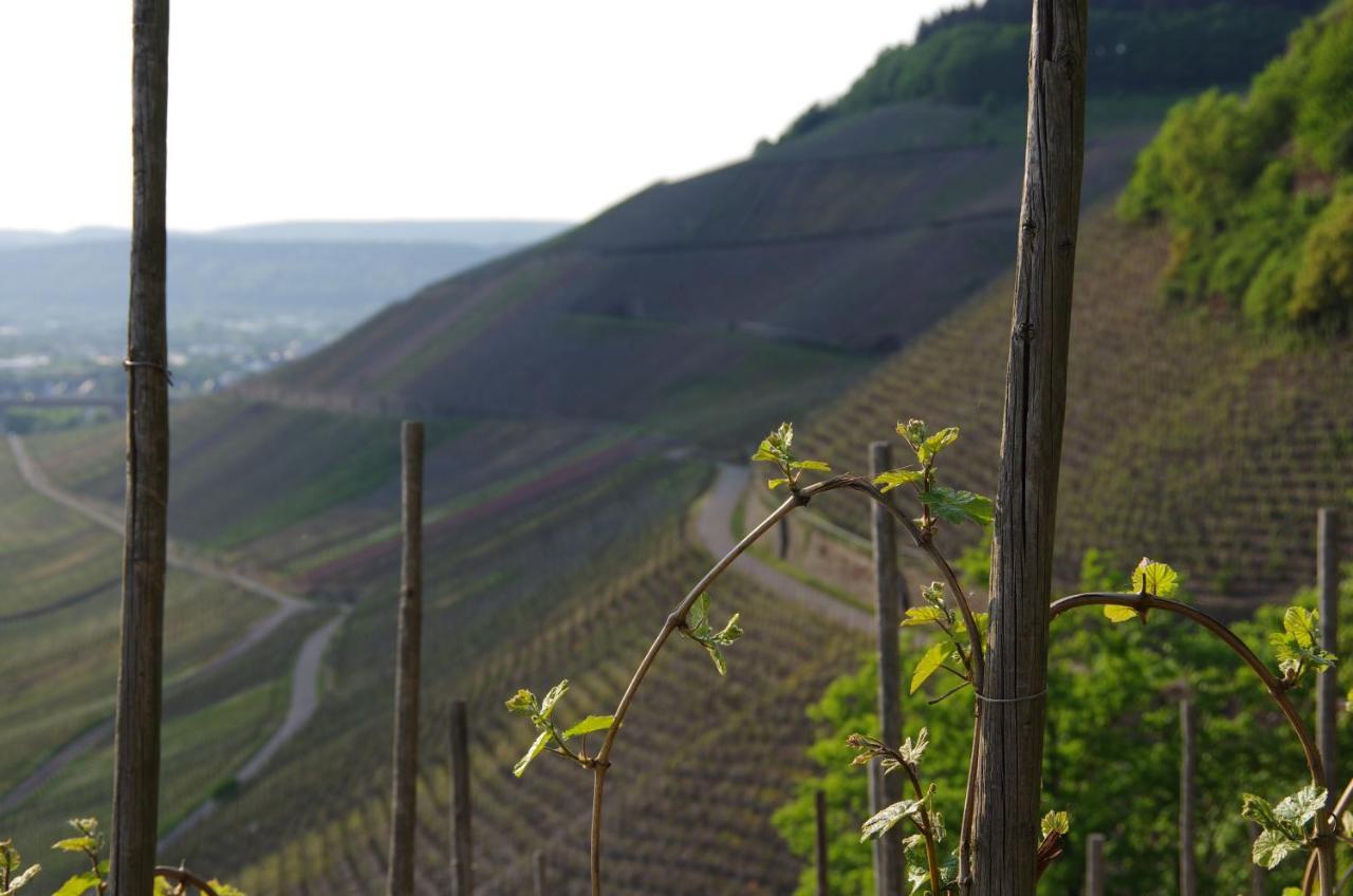 Отель Weingut Weich Riol Экстерьер фото